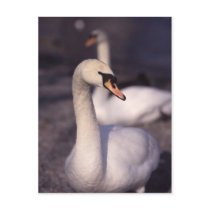 Swans at Lake Windermere postcards
