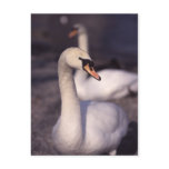 Swans at Lake Windermere Swans at Lake Windermere