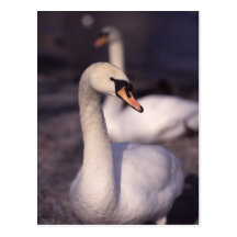 Swans at Lake Windermere Postcards