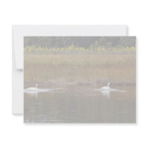 Swans at Potter Marsh invitations by animalpark Swans at Potter Marsh invitations