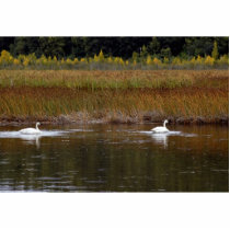 Swans at Potter Marsh photo sculptures by animalpark Swans at Potter Marsh photo sculptures