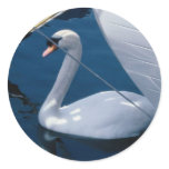 Swans Bird Sticker Swans Bird Sticker