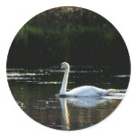 Swans Bird Sticker Swans Bird Sticker