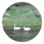 Swans Bird Sticker Swans Bird Sticker