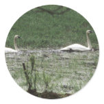 Swans Bird Sticker Swans Bird Sticker