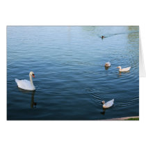 Swans cards