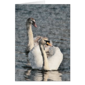 Swans card