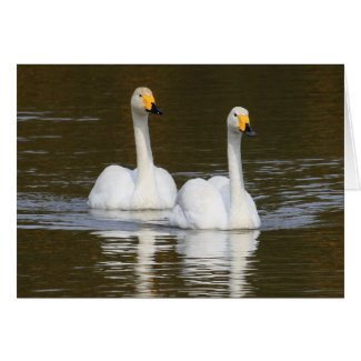 Swans card