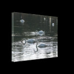 Swans Feeding, Roath Park Lake, Cardiff canvas prints