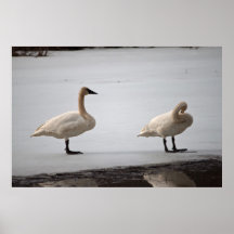 Swans Grooming at Water's Edge Poster