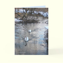Swans II cards by MoiraAshleigh Swans II cards