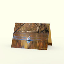 Swans in Autumn cards by MoiraAshleigh Swans in Autumn cards