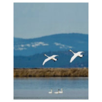 Swans in flight personalized flyer