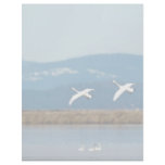Swans in flight custom letterhead