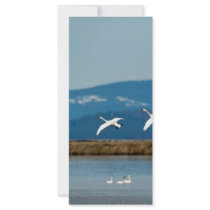 Swans in flight rack cards
