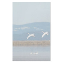 Swans in flight stationery design