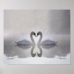 Swans in Love ~ Poster / Print