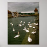 Swans in Lucerne, Switzerland Print
