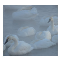 SWANS IN MORNING FOG (Cygnus buccinator) posters