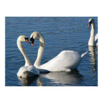 Swans Kiss posters