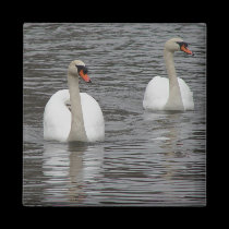Swans magnet
