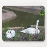 Swans Mouse Pads