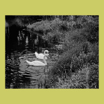 Swans of Amherst posters