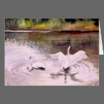Swans of Hidden Lake Gardens-2 cards