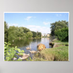 Swans on River Liffey Dublin Ireland Posters