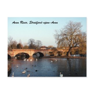 Swans on the Avon River, Stratford-upon-Avon postcard