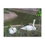 Swans Post Card