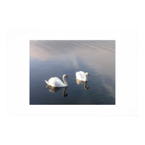 swans posters by icesparkles swans posters