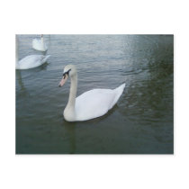 Swans White postcards by lifesphere Swans White postcards