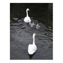 Swans with cygnets postcards
