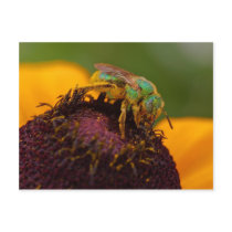 Sweat Bee At The Del Mar Fairgrounds Post Cards