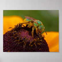 Sweat Bee At The Del Mar Fairgrounds Posters