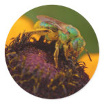Sweat Bee At The Del Mar Fairgrounds stickers