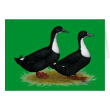 Swedish Ducks Black Cards