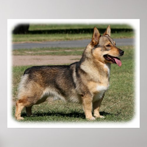 Swedish Vallhund 9Y777D-010 print