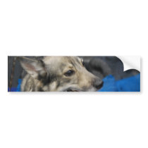 Swedish Vallhund Bumper Sticker