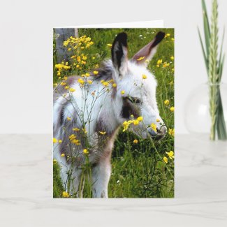 Adorable Spotted Miniature Donkey Greeting and Note Cards