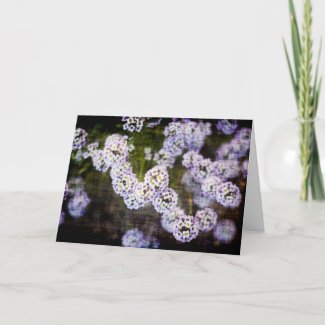 Sweet Alyssum in Grunge Mother's Day Card card