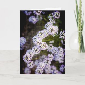 Sweet Alyssum in Grunge Mother's Day Card card
