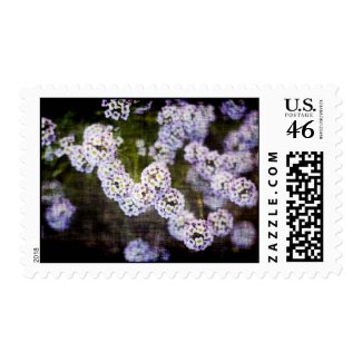 Sweet Alyssum in Grunge Stamp 1 stamp