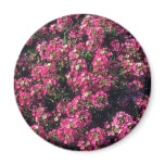 Sweet Alyssum (Lobularia Maritima) flowers magnets