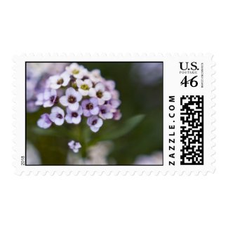 Sweet Alyssum Stamp 1 stamp