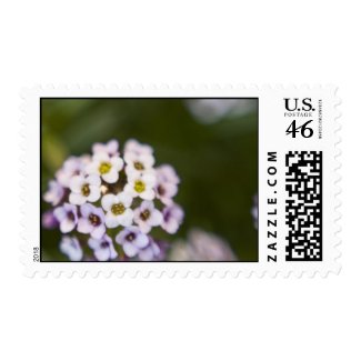 Sweet Alyssum Stamp 2 stamp