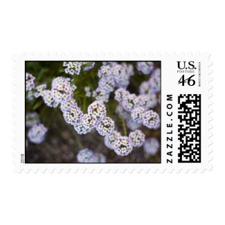 Sweet Alyssum Stamp 3 stamp