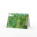 Sweet and Juicy White Seedless Grapes cards