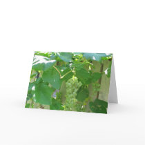 Sweet and Juicy White Seedless Grapes cards
